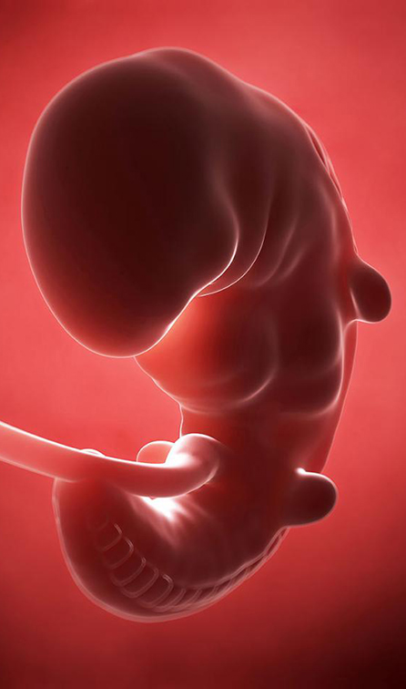 رشد جنین هفته اول تا هفته ششم